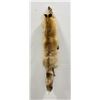Image 1 : Beautiful Ranch Red Fox Fur Pelt Taxidermy #75