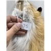 Image 3 : Beautiful Ranch Red Fox Fur Pelt Taxidermy #75