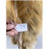 Image 3 : Beautiful Ranch Red Fox Fur Pelt Taxidermy #79