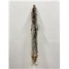Image 1 : Beautiful Alaskan Lynx Fur Pelt Taxidermy #33