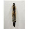Image 1 : Beautiful Ranch Cross Fox Fur Pelt Taxidermy #43
