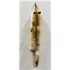 Image 1 : Beautiful Ranch Red Fox Fur Pelt Taxidermy #44