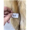 Image 3 : Beautiful Ranch Red Fox Fur Pelt Taxidermy #42