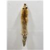 Image 1 : Beautiful Ranch Red Fox Fur Pelt Taxidermy #48