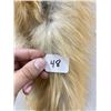 Image 3 : Beautiful Ranch Red Fox Fur Pelt Taxidermy #48