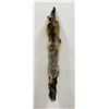 Image 1 : Beautiful Ranch Cross Fox Fur Pelt Taxidermy #40