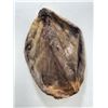 Image 1 : Montana Taxidermy Beaver Fur Pelt #4