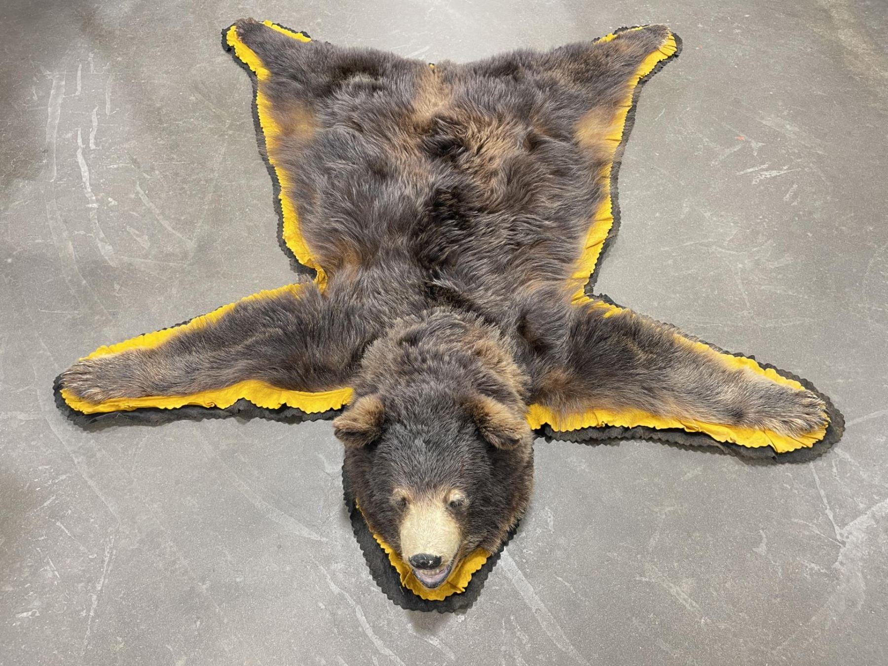 Bear Ruf Large Montana Taxidermy Black Bear Rug