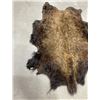 Image 2 : Taxidermy Montana Buffalo Hide Robe Rug