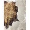 Image 3 : Taxidermy Montana Buffalo Hide Robe Rug