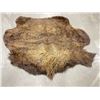 Image 1 : Taxidermy Montana Buffalo Hide Robe Rug