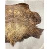 Image 3 : Taxidermy Montana Buffalo Hide Robe Rug