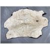 Image 5 : Taxidermy Montana Buffalo Hide Robe Rug