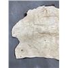 Image 6 : Taxidermy Montana Buffalo Hide Robe Rug