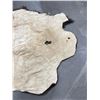 Image 7 : Taxidermy Montana Buffalo Hide Robe Rug