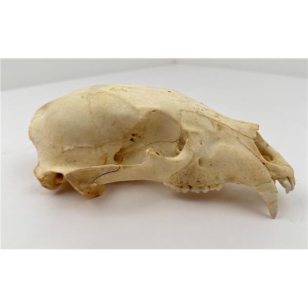 Taxidermy Montana Black Bear Skull