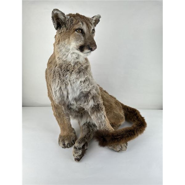 Montana Taxidermy Mountain Lion Mount