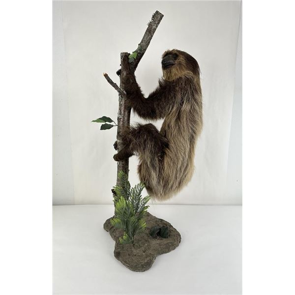 Rare Adult Taxidermy Climbing Sloth Mount
