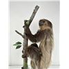 Image 3 : Rare Adult Taxidermy Climbing Sloth Mount