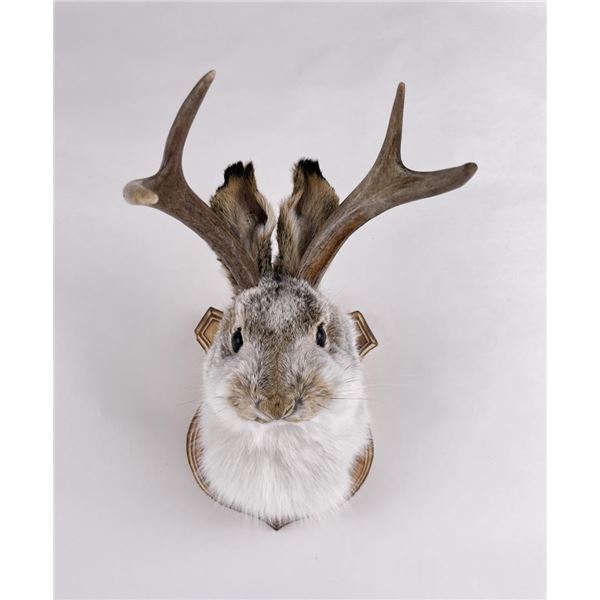 Mythical Montana Jackalope Taxidermy Mount
