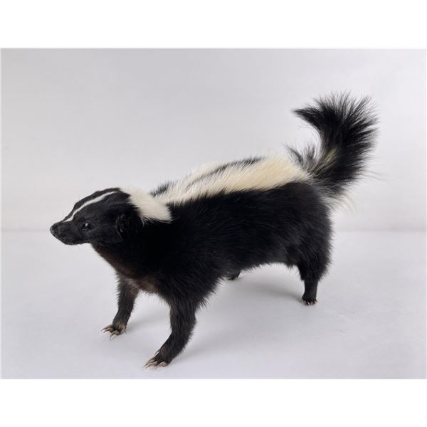 Taxidermy Montana Skunk Soft Mount