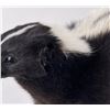 Image 2 : Taxidermy Montana Skunk Soft Mount
