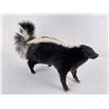 Image 3 : Taxidermy Montana Skunk Soft Mount