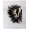 Image 4 : Taxidermy Montana Skunk Soft Mount