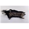 Image 5 : Taxidermy Montana Skunk Soft Mount