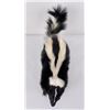 Image 6 : Taxidermy Montana Skunk Soft Mount