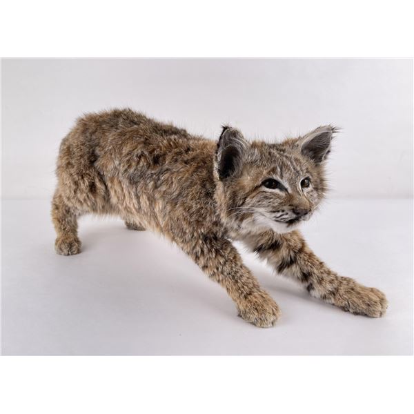 Taxidermy Montana Bobcat Soft Mount
