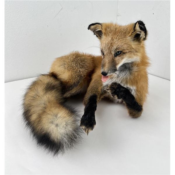 Soft Mount Montana Taxidermy Fox