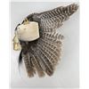 Image 4 : Turkey Feather Native American Indian Sculpture