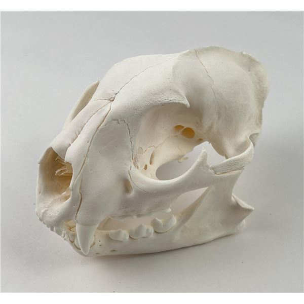 Taxidermy Mountain Lion Skull