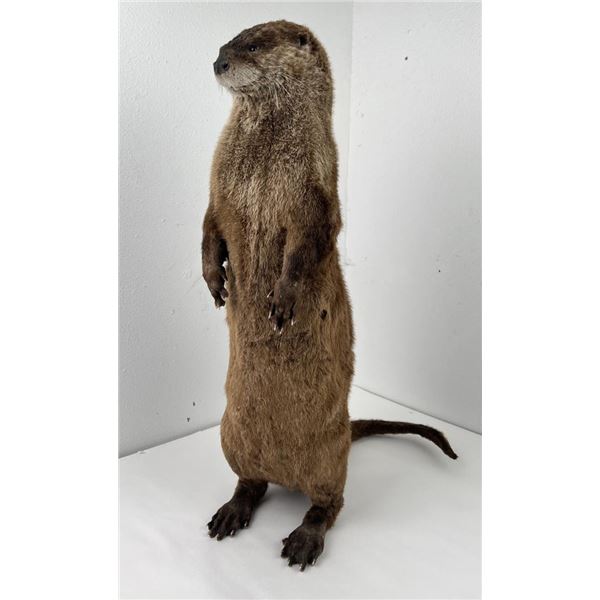 Full Body Taxidermy Otter Mount