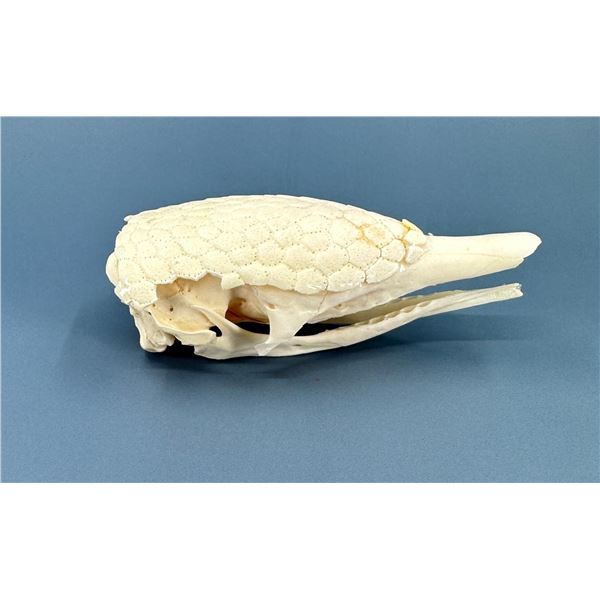 Taxidermy Nine Banded Armadillo Skull