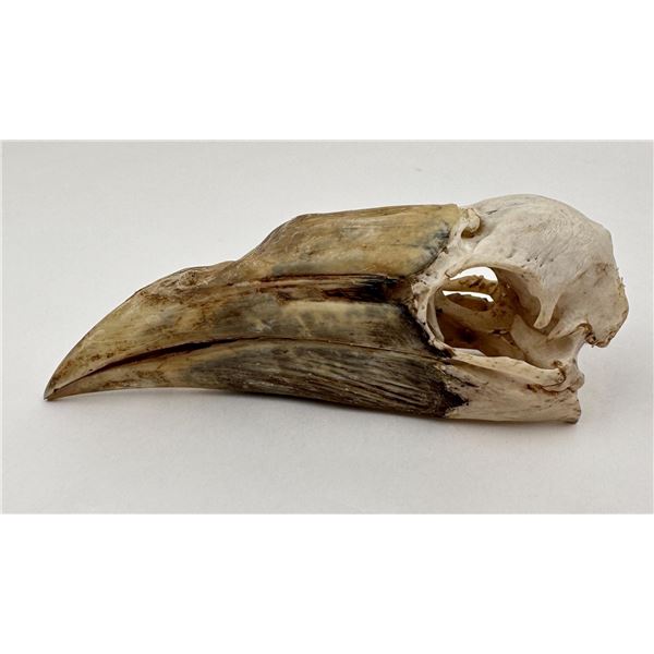 Yellow Casqued Female Hornbill Skull