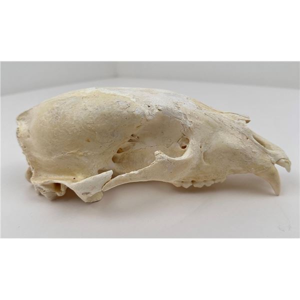 Taxidermy Montana Black Bear Skull