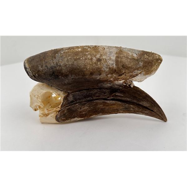 Taxidermy Black Casque Hornbill Skull
