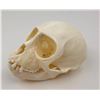 Image 1 : Female Vervet Monkey Skull