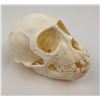 Image 2 : Female Vervet Monkey Skull