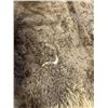 Image 2 : Taxidermy Montana Buffalo Hide Robe Rug