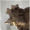 Image 5 : Taxidermy Montana Buffalo Hide Robe Rug