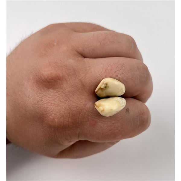 Pair of Montana Bull Elk Teeth