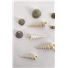 Image 2 : Collection of Sea Shells