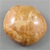 Image 2 : Polished Fossilized Sea Urchin Specimen 