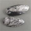 Image 3 : Set of 2 Orthoceras Fossils & 2 Polished Dendritic Agate Crystals