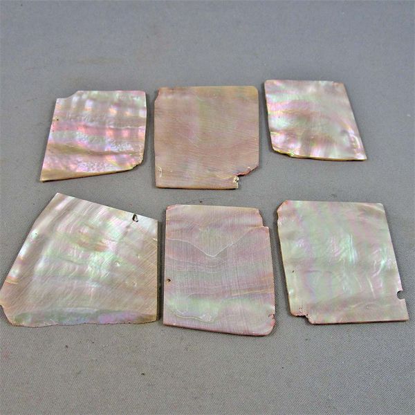 Lion Shell Inlay Set of 6 Lion's Paw Shell Slices for Jewelry/Wood Inlay