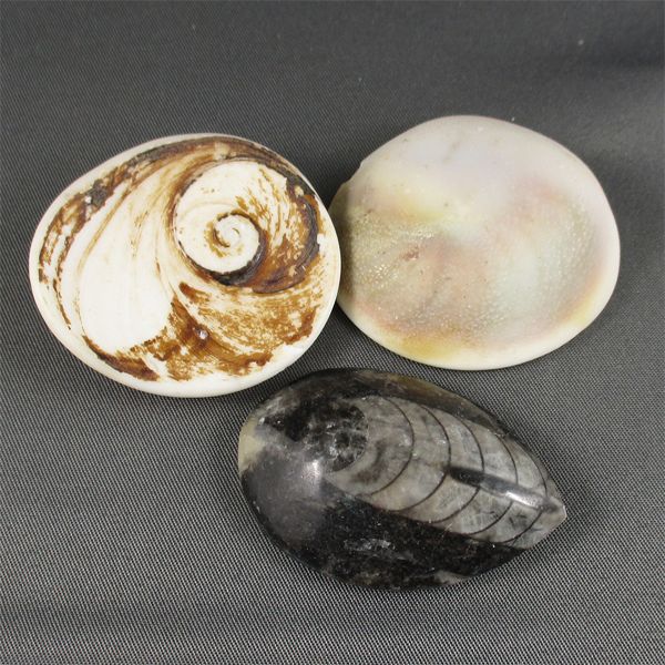 2 Polished Cats Eye Shell Fossils & 1 Orthoceras Fossil