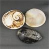 Image 1 : 2 Polished Cats Eye Shell Fossils & 1 Orthoceras Fossil 